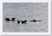 08AkageraAllDayGameDrive - 018 * Hippos in Lake Ihema.